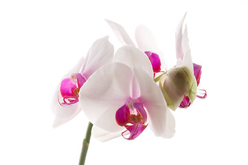 Image showing White orchid on white