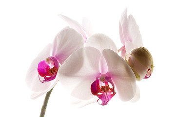 Image showing White orchid on white