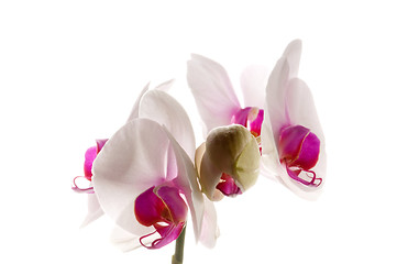 Image showing White orchid on white