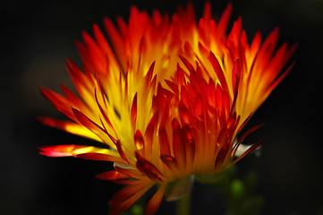 Image showing Flower in flame