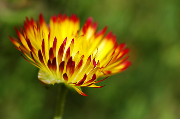 Image showing Sun and flower