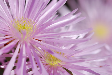 Image showing Shinning flowers