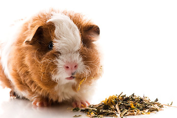 Image showing baby guinea pig. texel