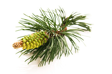 Image showing pine branch isolated on the white background 