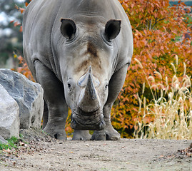 Image showing Rhino