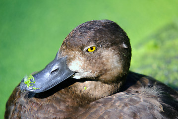 Image showing Duck