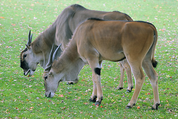 Image showing Antelope