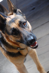 Image showing german shepherd 