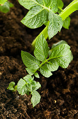 Image showing growing potato. baby plant in soil 