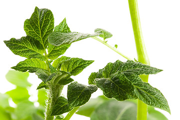 Image showing growing potato