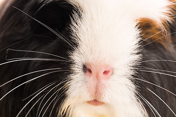 Image showing guinea pig isolated on the white background. coronet