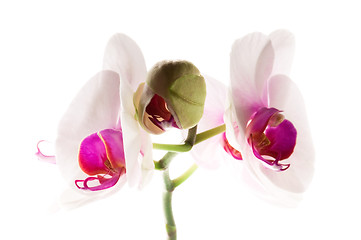 Image showing White orchid on white