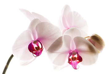 Image showing White orchid on white