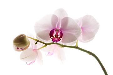 Image showing White orchid on white