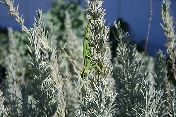 Image showing Lazy Chameleon