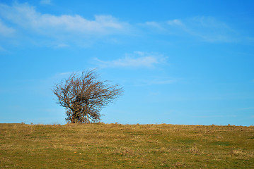 Image showing solitaire bush