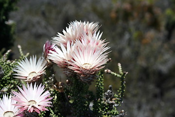 Image showing Wildflowers