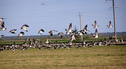 Image showing  spring field and geese