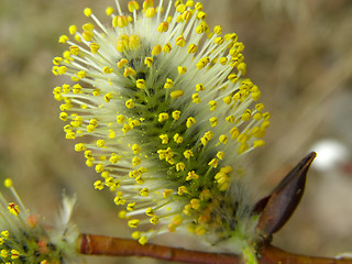 Image showing Pussy-willow