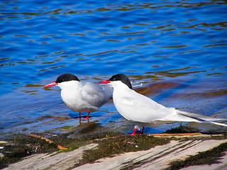 Image showing Pair of common Terns