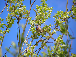 Image showing Bluethroat, Luscinia Svecica