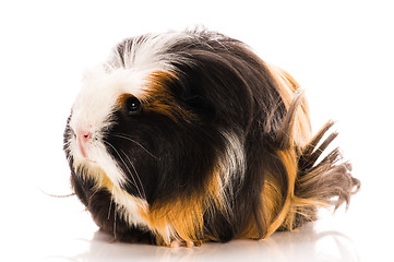 Image showing guinea pig isolated on the white background. coronet