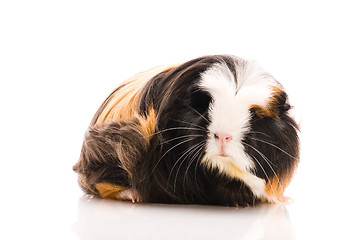 Image showing guinea pig isolated on the white background. coronet