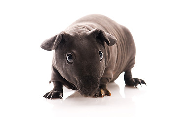 Image showing skinny guinea pig isolated on the white background