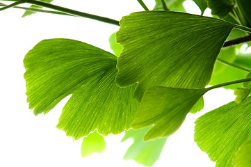 Image showing Ginkgo biloba green leaf isolated on white background 