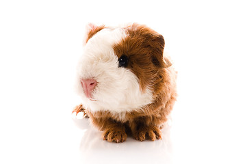 Image showing newborn guinea pig