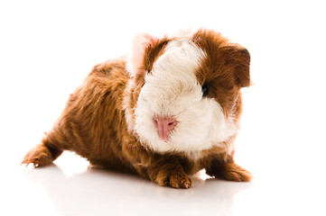 Image showing newborn guinea pig