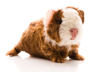 Image showing newborn guinea pig