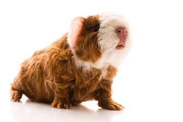 Image showing newborn guinea pig