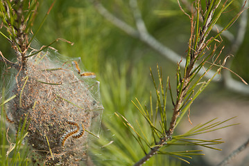 Image showing Processionary pest