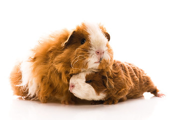 Image showing guinea pigs on the white