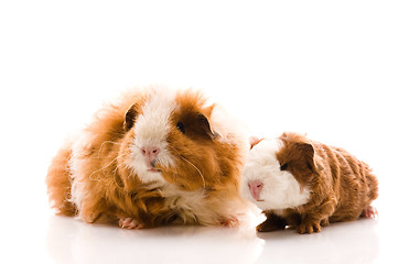 Image showing guinea pigs on the white