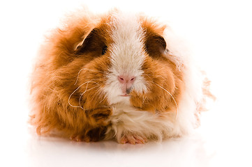 Image showing guinea pig isolated on the white background. texel