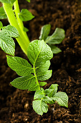 Image showing growing potato. baby plant in soil 