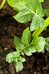 Image showing growing potato. baby plant in soil 