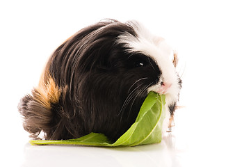 Image showing guinea pig isolated on the white background. coronet