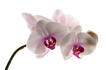 Image showing White orchid on white