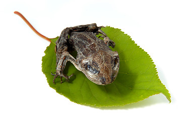 Image showing Dried frogling on a leaf isolated