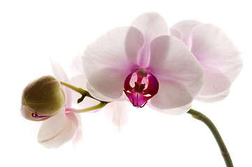 Image showing White orchid on white