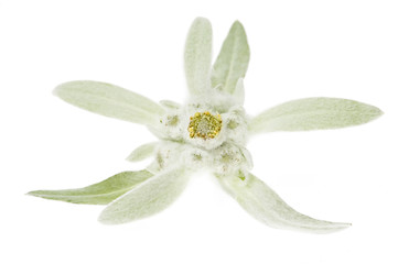 Image showing edelweiss