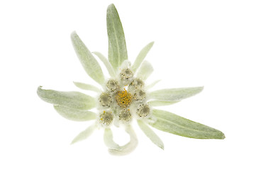 Image showing edelweiss