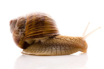 Image showing Snail