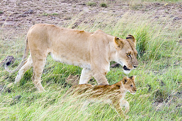 Image showing African lioness with cub