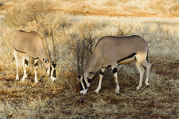 Image showing northern gemsboks