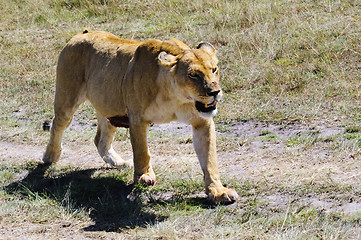 Image showing African lioness , Masai Mara, Kenya