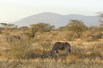 Image showing Pair of northern gemsboks